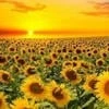 SUNNY-ME