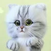 _miss_kot_