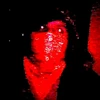 Maiz023