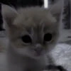 Креветкинс