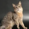 Алясычч