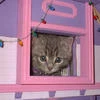 Девочка-кринж