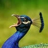 Pavo cristatus