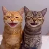 Kk_lol