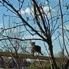 Львинохвостая_Обажаю_котов_воителей