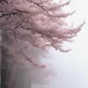 Кира соя