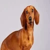 Самара Сама
