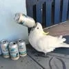 Царь_Всея_Дурки