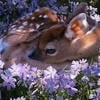 little_doe