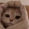 Дашустик До
