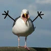 MadGull