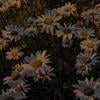 sweet chamomile