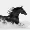 The Black Stallion