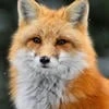 FoxArina