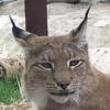 MiniLynx