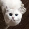 АленаЗум