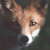 Foxie13