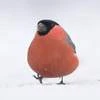 Жирный снегирь