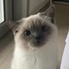 Кот Ринго.