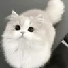 Moonbooksi