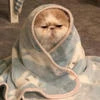Уютный кот