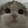 Rvyhs