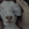 Слеза морфея