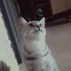 Чибуречинка