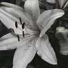 mellifluous_soul