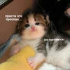 КакаоБоб