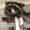 енот лесбиянович