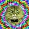 Cats Darkness