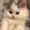sweet_gingerry