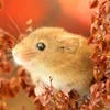 Golden Mouse