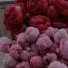 Cherry_777