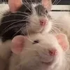 Король Крысиного Королевства