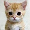 Kat1t0