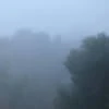 Чёрная мыш