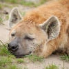 Hyena with a feather