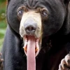 Manyrka