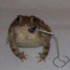 Tartar bludo