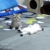 DetermiUwU