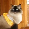 Bolshoy fanat