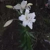 Энтропият