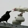 Кара Иудовна
