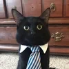 Я кот важный