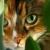 pussycat polasataya