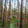 мятный чай и пакетик сахара