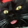 BlackyRat