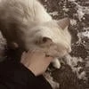 Alina_Turkina